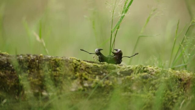 Cinematic low-angle closeup of stag beetle struggling to climb up mossy log