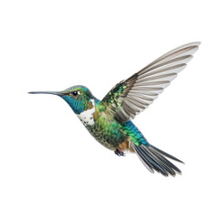 Fototapeta premium A dynamic Hummingbird (Trochilidae) hovering in mid-air.