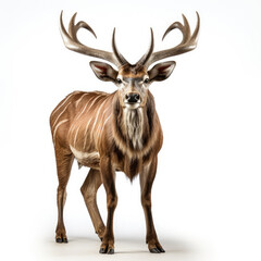 Fototapeta premium A Greater Kudu (Tragelaphus strepsiceros) displaying its impressive horns.