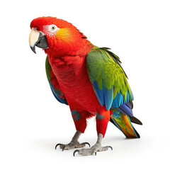 Fototapeta premium A colorful Parrot (Psittacidae) showing off its bright plumage.