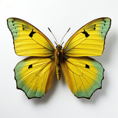 Top-down view of a Clouded Yellow Butterfly (Colias croceus).