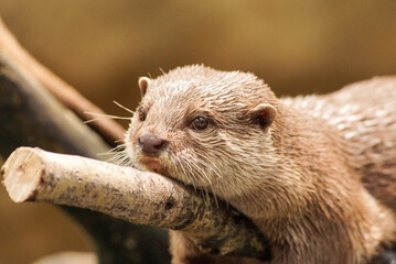 木の上で休むコツメカワウソ