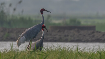 Sarus Crane