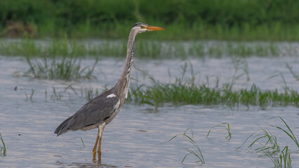 Grey Heron