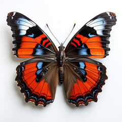 A Red Admiral Butterfly (Vanessa atalanta) top-down view. - obrazy, fototapety, plakaty