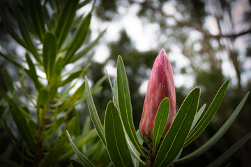 a single protea flower bud isolated on a background of green foliage