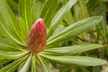 a single protea flower bud isolated on a background of green foliage