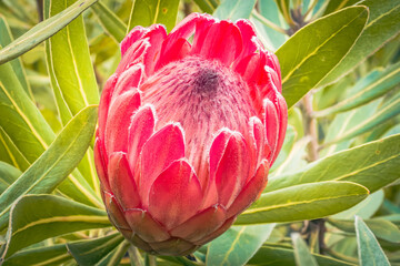A single pink protea flower isolated on a background of green foliage.