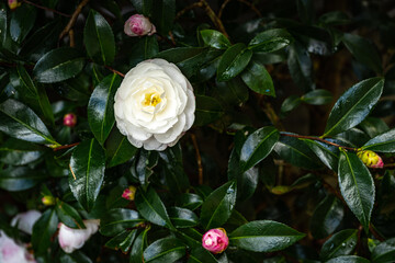 A single white Camelia Sasanqua flower on a dark green foliage background