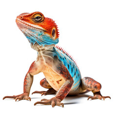 A colorful Agama (Agamidae) in a lively pose.