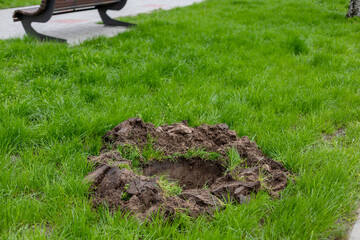 Digging a hole for planting a tree in garden, or city streets.