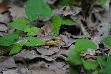 close up of the head of a green aesculapius snake slithering on dried leaves in the forest