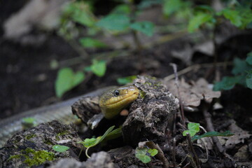 close up of a green aesculapius snake slithering in the forest
