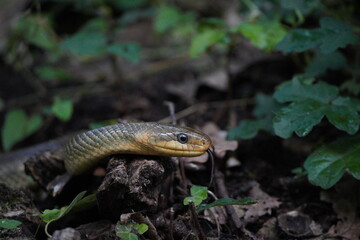 close up of a Aesculapian snake snout in the forest