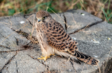 little kestrel on a log in the grass