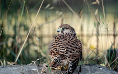 kestrel specimen on the grass