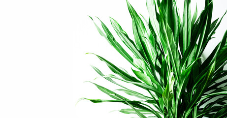 Real leafy tropical pattern