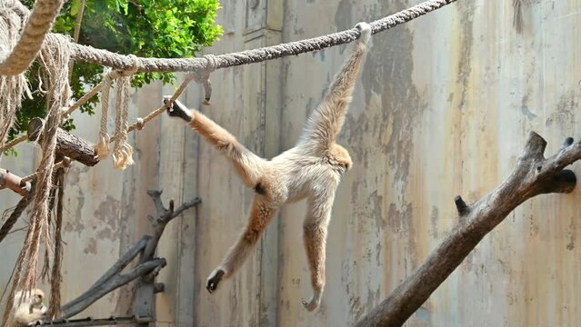 A gibbon hanging on a rope in Spain