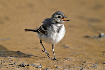 young White wagtail // junge Bachstelze (Motacilla alba) 
