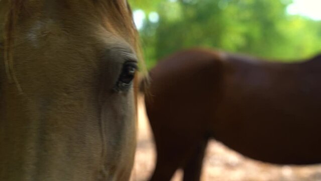Close up of Akhal-Teke horse standing in shade, looking at camera, grazing.