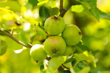 Green apples in a tree. Close up photo with apples growing in a tree before to be harvested in the middle of the summer. Farming and agriculture for fruits.