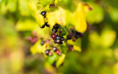 Red and black blueberry plant. Close up photo with blueberries before to be harvested in the middle of the summer. Farming and agriculture for fruits.