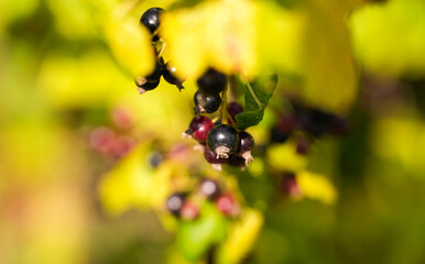 Red and black blueberry plant. Close up photo with blueberries before to be harvested in the middle of the summer. Farming and agriculture for fruits.