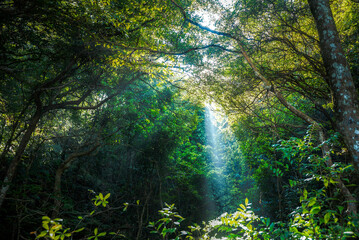 Forest with light beam, light ray at day time