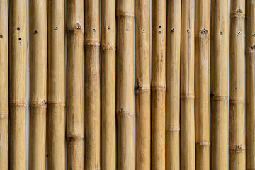 Yellow bamboo fence texture, bamboo background. Bamboo closeup