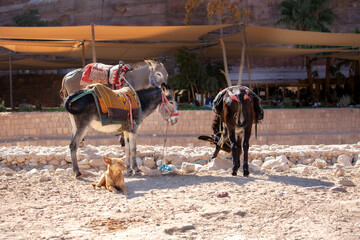 Sad donkeys and a dog in Petra ancient cave city, Jordan