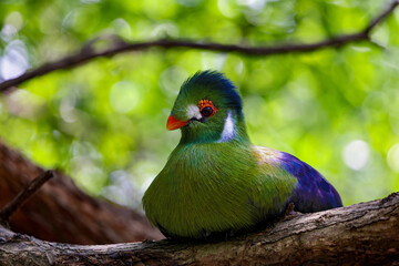 The turacos make up the bird family Musophagidae, which includes plantain-eaters and go-away-birds. In southern Africa both turacos and go-away-birds are commonly known as loeries. They are semi-zygod