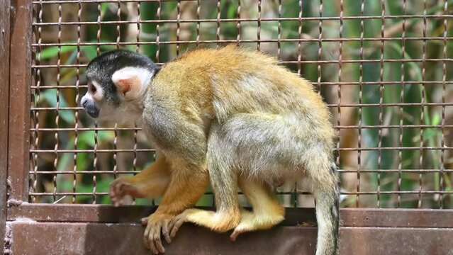 A black-capped squirrel monkey in a cage in Spain