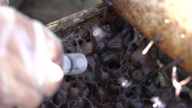 A close-up of a stingless beehive that produces one of the best honeys in a propolis bag. Trigona bee cultivation in artificial wooden hives that produce the best quality lanceng honey