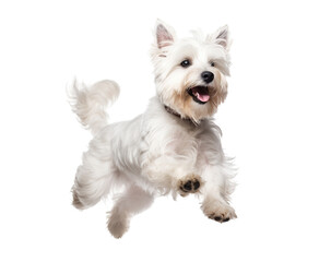 West Highland White Terrier - Isolated on White 