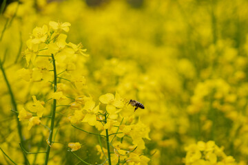 Flying bee to rapeseed flowers. Farmland in the countryside