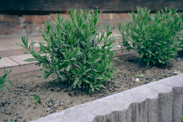 Lavender on the background of a wooden house - buds of flowers