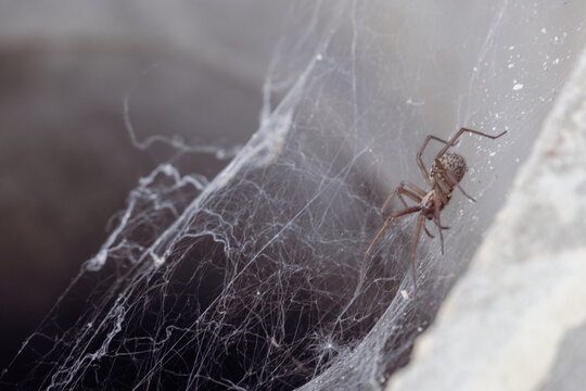 Large domestic spider on a web - Tegenaria domestica, in the background a stone