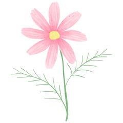 Obraz na płótnie Canvas Pink cosmos flowers