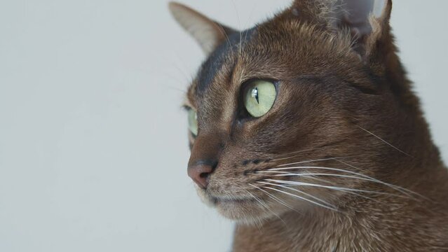 Abyssinian cat. Domestic short-haired cat on a white background in the studio. Pet. Playful. Pedigree cat. Advertisement for a pet shop. Vet.