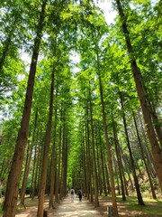 메타세콰이어 나무