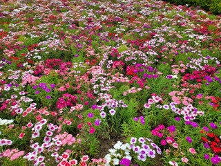 화단에 피어있는 꽃