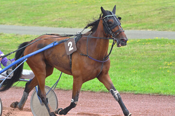 Fototapeta premium cheval de course pour trot attelé