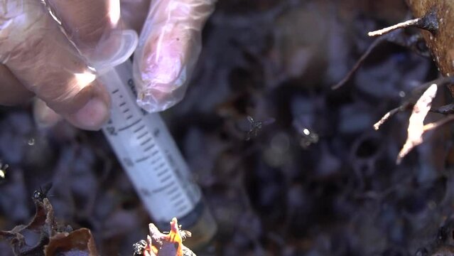 A close-up of a stingless beehive that produces one of the best honeys in a propolis bag. Trigona bee cultivation in artificial wooden hives that produce the best quality lanceng honey