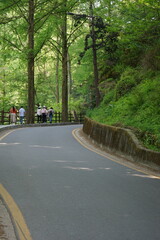 Fototapeta premium road in the forest