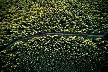 Fotobehang Bosweg Aerial drone view of mountain road or pathway through alpine coniferous forest with green trees. Beautiful landscape of hiking path passing through conifer woods in lush green woodland.