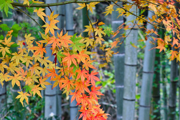 秋の風景　鎌倉の美しい紅葉と竹（神奈川県鎌倉市）コピースペースあり　Autumn scenery - Beautiful autumn leaves and bamboo in Kamakura (Kamakura City, Kanagawa Prefecture,Japan) with copy space