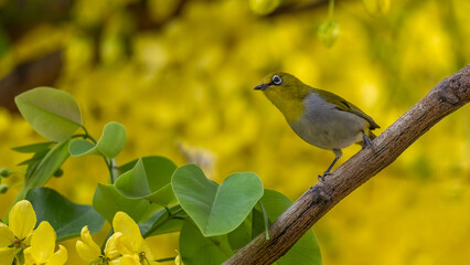 Oriental White-Eye