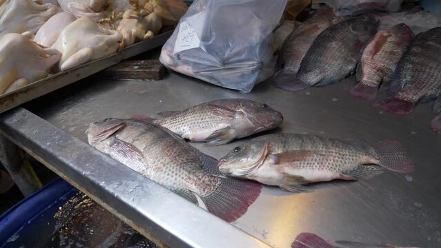 Live tilapia fish breathing at local food market for sale fresh