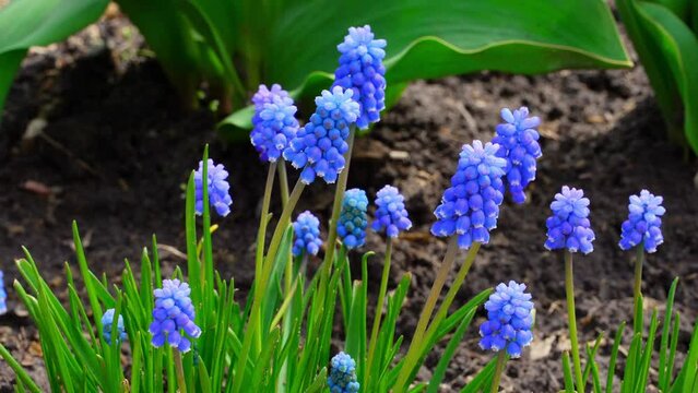 Beautiful blue muscari flowers sway in the wind close-up