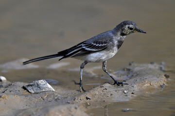 young White wagtail // junge Bachstelze (Motacilla alba) 